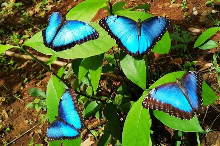 Mariposas morfo azules posadas sobre hojas verdes